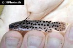 spinipterus moijiri spinipterus moijiri