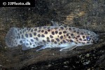 spinipterus moijiri spinipterus moijiri