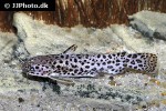 spinipterus moijiri spinipterus moijiri