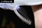 spinipterus moijiri spinipterus moijiri