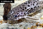 spinipterus moijiri spinipterus moijiri