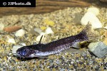 tatia reticulatus tatia reticulatus