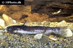 tatia reticulatus tatia reticulatus
