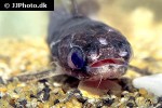 tatia reticulatus tatia reticulatus