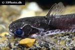 tatia reticulatus tatia reticulatus