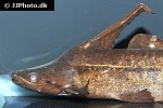 tetranematichthys wallacei tetranematichthys wallacei