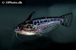 trachelyichthys exilis trachelyichthys exilis