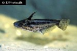 trachelyichthys exilis trachelyichthys exilis