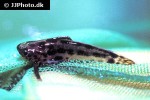 trachelyichthys exilis trachelyichthys exilis
