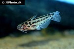 trachelyichthys exilis trachelyichthys exilis