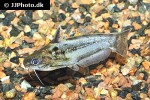 trachelyichthys exilis trachelyichthys exilis