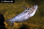 trachelyichthys exilis trachelyichthys exilis