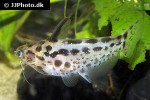 trachelyichthys exilis trachelyichthys exilis