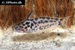 trachelyichthys species rio tapajos trachelyichthys species rio tapajos