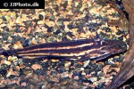 trachelyopterichthys taeniatus trachelyopterichthys taeniatus