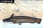 trachelyopterichthys taeniatus trachelyopterichthys taeniatus