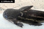 trachelyopterichthys taeniatus trachelyopterichthys taeniatus