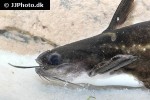 trachelyopterichthys taeniatus trachelyopterichthys taeniatus
