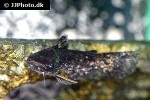 trachelyopterus galeatus trachelyopterus galeatus