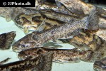 trachelyopterus galeatus trachelyopterus galeatus