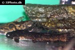 trachelyopterus species trachelyopterus species