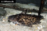 trachelyopterus species peru trachelyopterus species peru