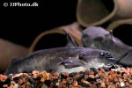 trachycorystes trachycorystes trachycorystes trachycorystes