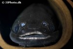 trachycorystes trachycorystes trachycorystes trachycorystes