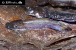 trachycorystes trachycorystes trachycorystes trachycorystes