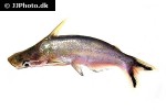 tympanopleura atronasus tympanopleura atronasus