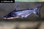tympanopleura cf atronasus tympanopleura cf atronasus