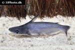 tympanopleura cryptica tympanopleura cryptica