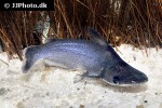 tympanopleura cryptica tympanopleura cryptica