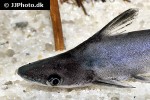 tympanopleura cryptica tympanopleura cryptica