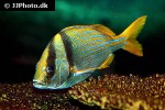 anisotremus virginicus anisotremus virginicus