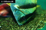 anisotremus virginicus anisotremus virginicus