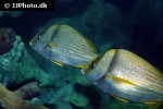 anisotremus virginicus anisotremus virginicus