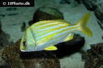 anisotremus virginicus anisotremus virginicus