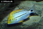 anisotremus virginicus anisotremus virginicus