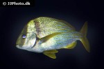 anisotremus virginicus anisotremus virginicus