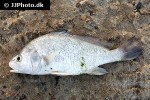 aplodinotus grunniens aplodinotus grunniens