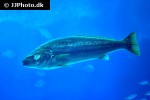 argyrosomus regius argyrosomus regius
