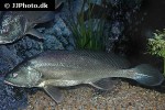 boesemania microlepis boesemania microlepis