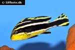 diagramma pictum diagramma pictum