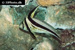 equetus lanceolatus equetus lanceolatus