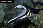 equetus lanceolatus equetus lanceolatus