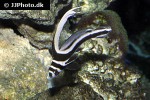 equetus lanceolatus equetus lanceolatus
