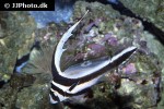 equetus lanceolatus equetus lanceolatus