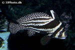equetus punctatus equetus punctatus