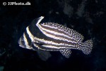 equetus punctatus equetus punctatus
